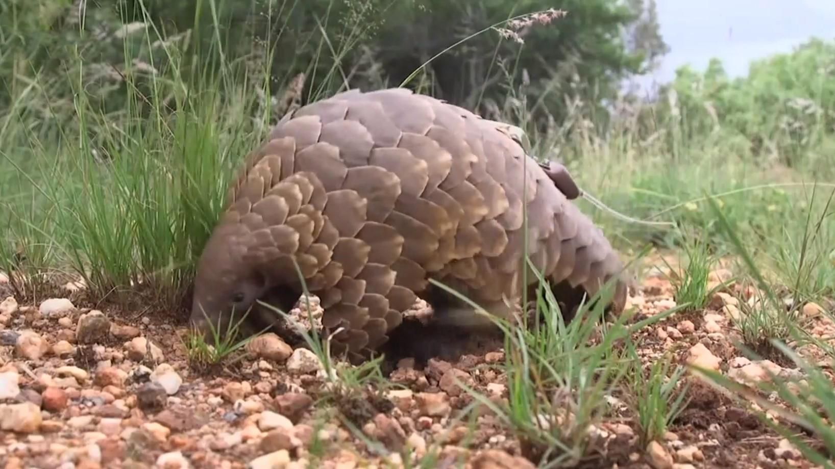 Убивают ради народной медицины: в Китае активисты спасают редких животных – видео Убивают ради народной медицины: в Китае активисты спасают редких животных – видео