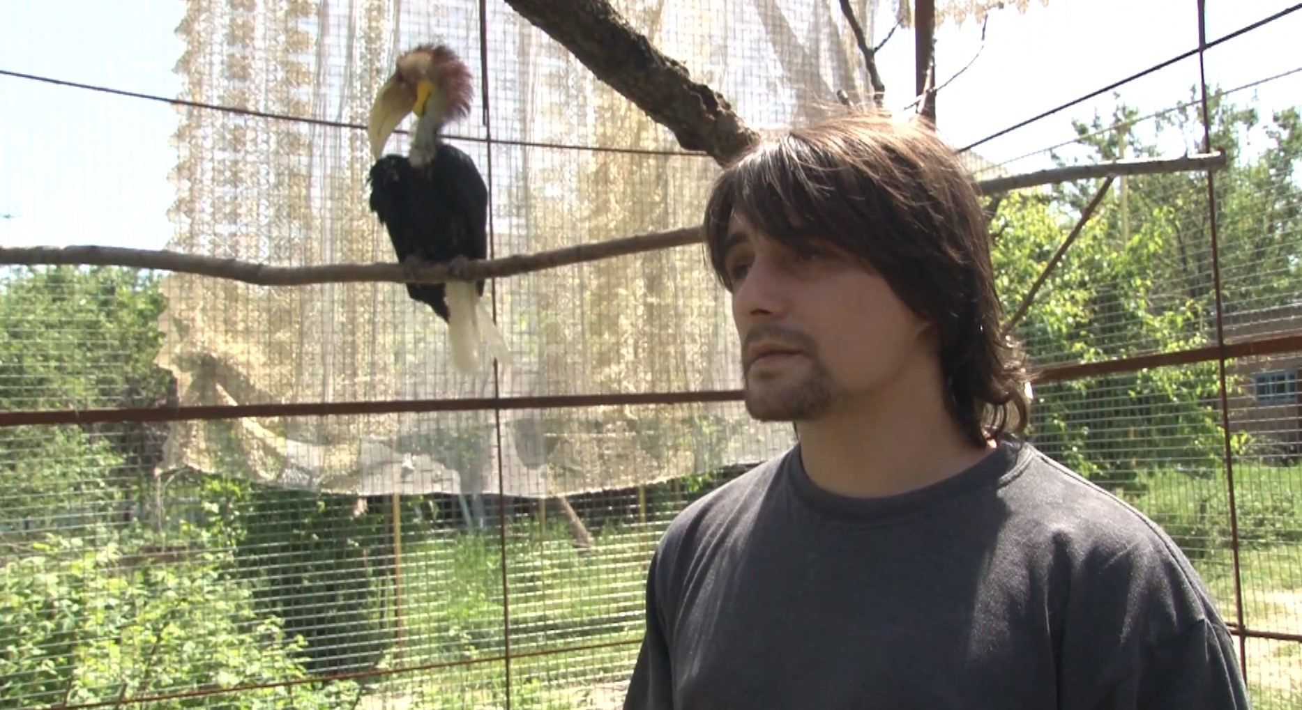 Вирвані пір'я та гриби у дзьобі: український орнітолог рятує пташок, яких скривдили господарі Вирвані пір'я та гриби у дзьобі: український орнітолог рятує пташок, яких скривдили господарі