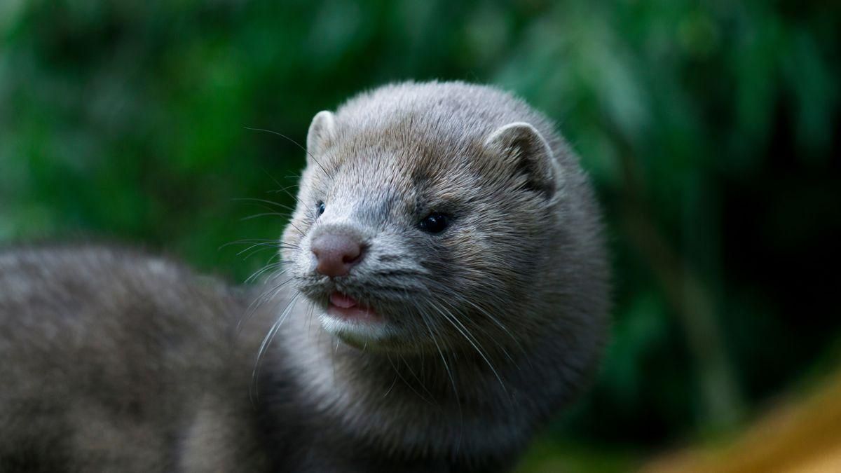 В Дании уничтожат 11 тысяч норок: все из-за вспышки COVID-19 В Дании уничтожат 11 тысяч норок: все из-за вспышки COVID-19