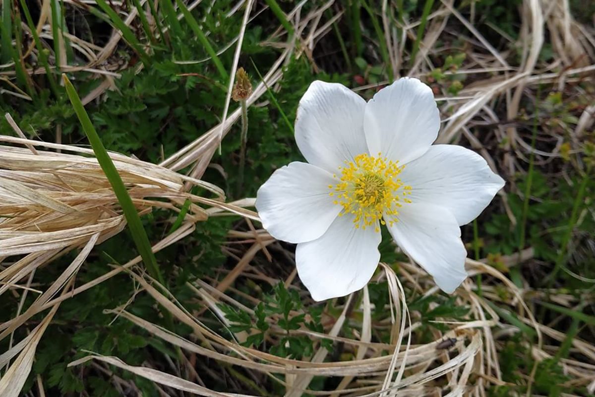 Рідкісна анемона вперше зацвіла у Карпатах: фото Рідкісна анемона вперше зацвіла у Карпатах: фото