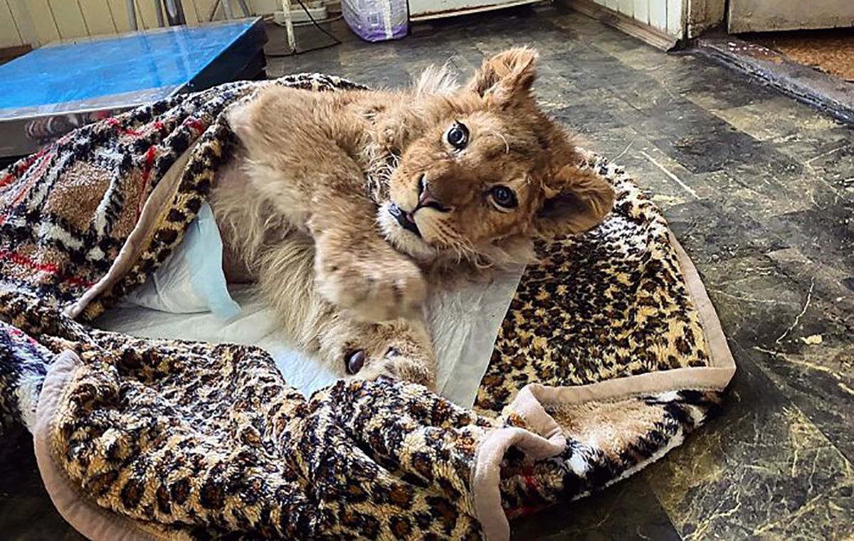 Викрали, зламали лапи і викинули: від браконьєрів врятували чарівне левеня – фото Викрали, зламали лапи і викинули: від браконьєрів врятували чарівне левеня – фото