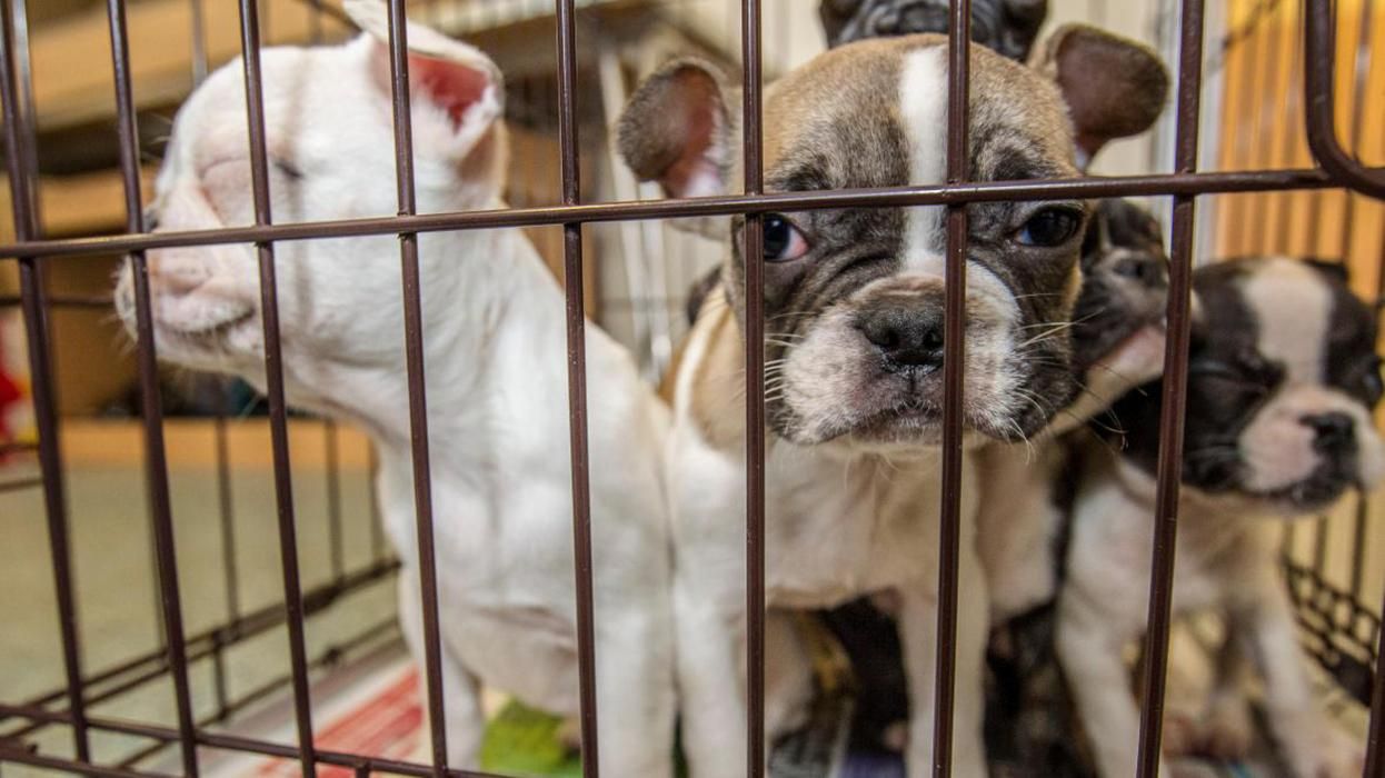 Погибли 38 щенков на борту МАУ: детали и реакция авиакомпании Погибли 38 щенков на борту МАУ: детали и реакция авиакомпании