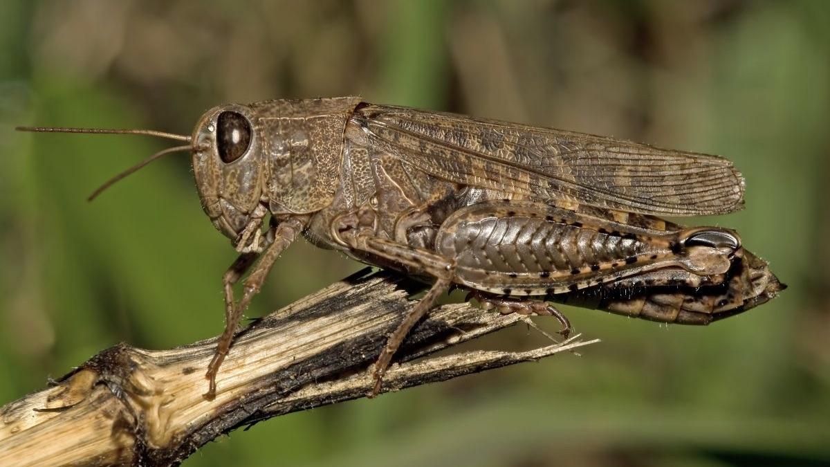 Нашестя сарани в Росії червень 2020: відео Нашестя сарани в Росії червень 2020: відео