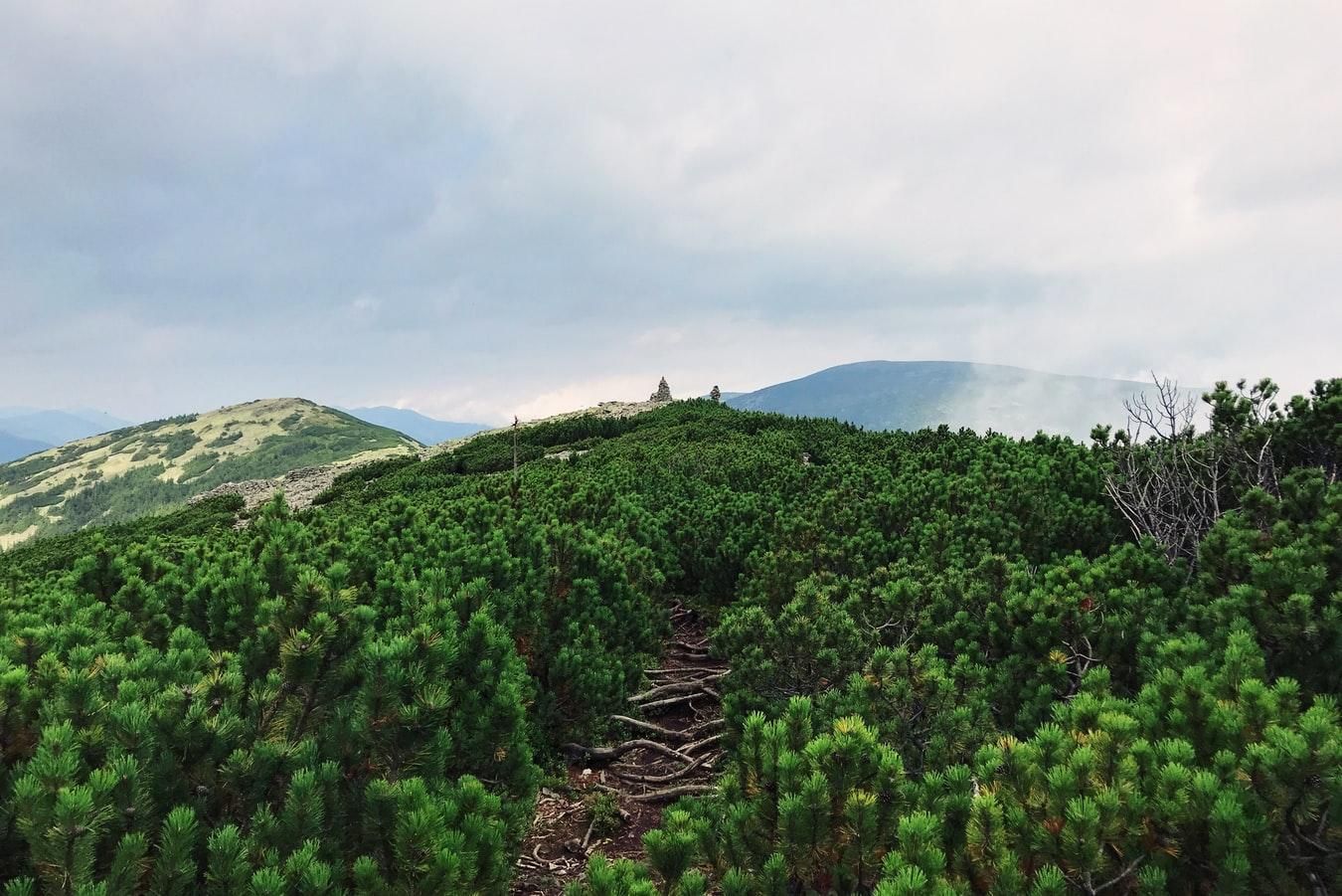 В Украине проведут инвентаризацию лесов: впервые за 20 лет
