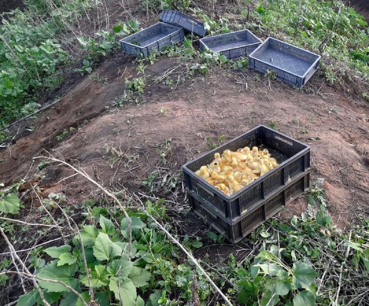 Контрабанда утят: в ящиках перевозили примерно тысячу птиц – сотни из них погибли Контрабанда утят: в ящиках перевозили примерно тысячу птиц – сотни из них погибли