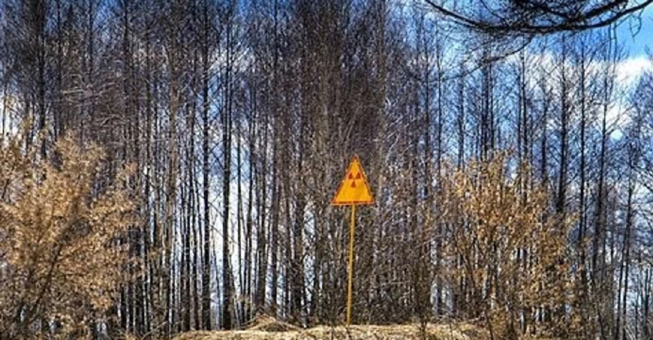 Стало відомо, хто "кришує" вирубування радіоактивного лісу під Чорнобилем, – ЗМІ