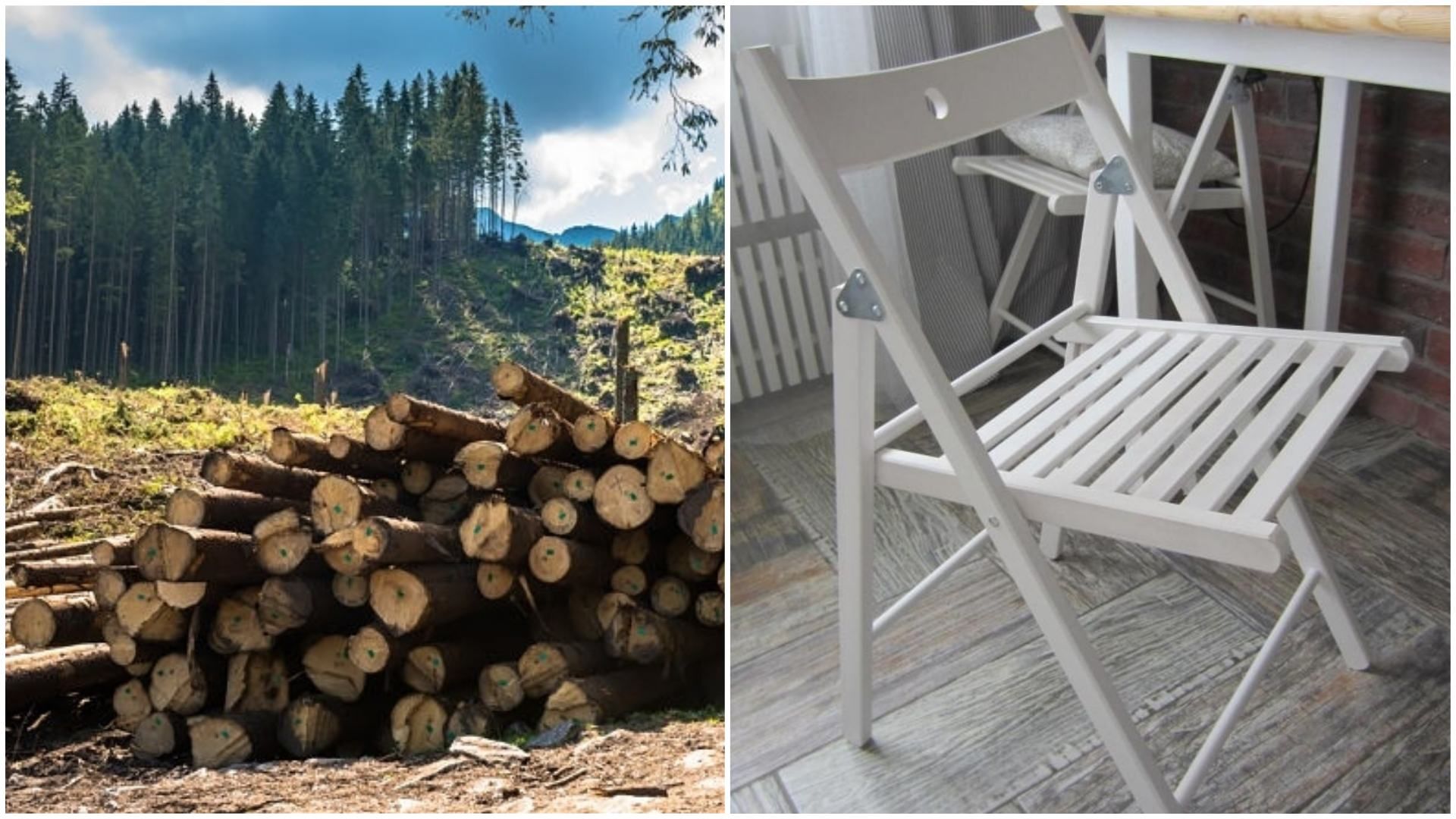 Стулья Terje – из украинского бука, который вырубили незаконно Стулья Terje – из украинского бука, который вырубили незаконно