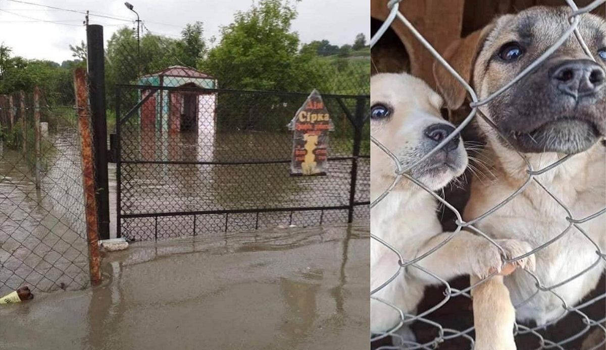 На Прикарпатті негода затопила собачий притулок: фото й відео