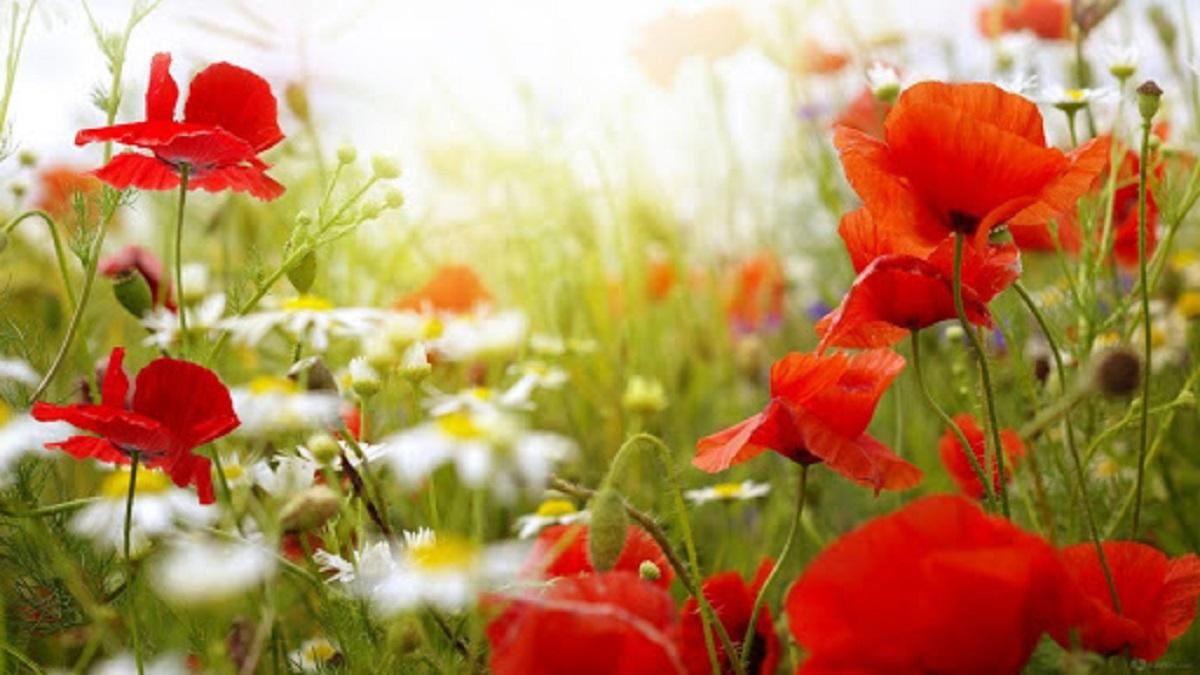 Погода 28 червня 2020 в Україні: яку погоду обіцяє синоптик Погода 28 червня 2020 в Україні: яку погоду обіцяє синоптик