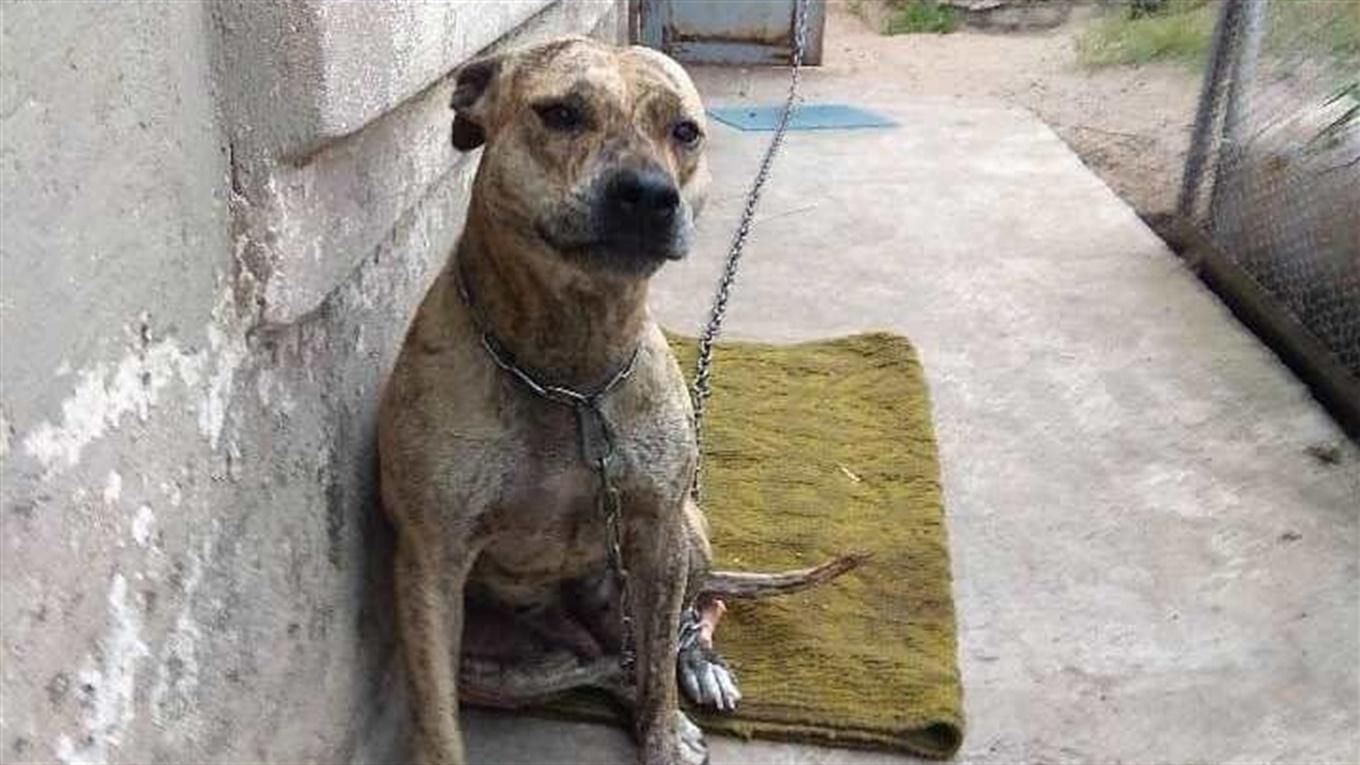 Доля собаки, яку продавали через борги Доля собаки, яку продавали через борги