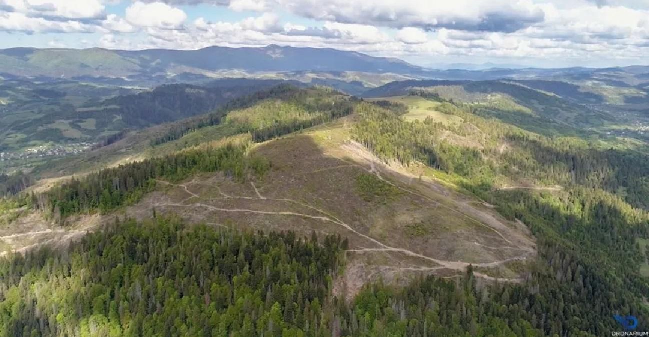 "Так лысеют Карпаты": ВВС показали фото незаконных вырубок "Так лысеют Карпаты": ВВС показали фото незаконных вырубок