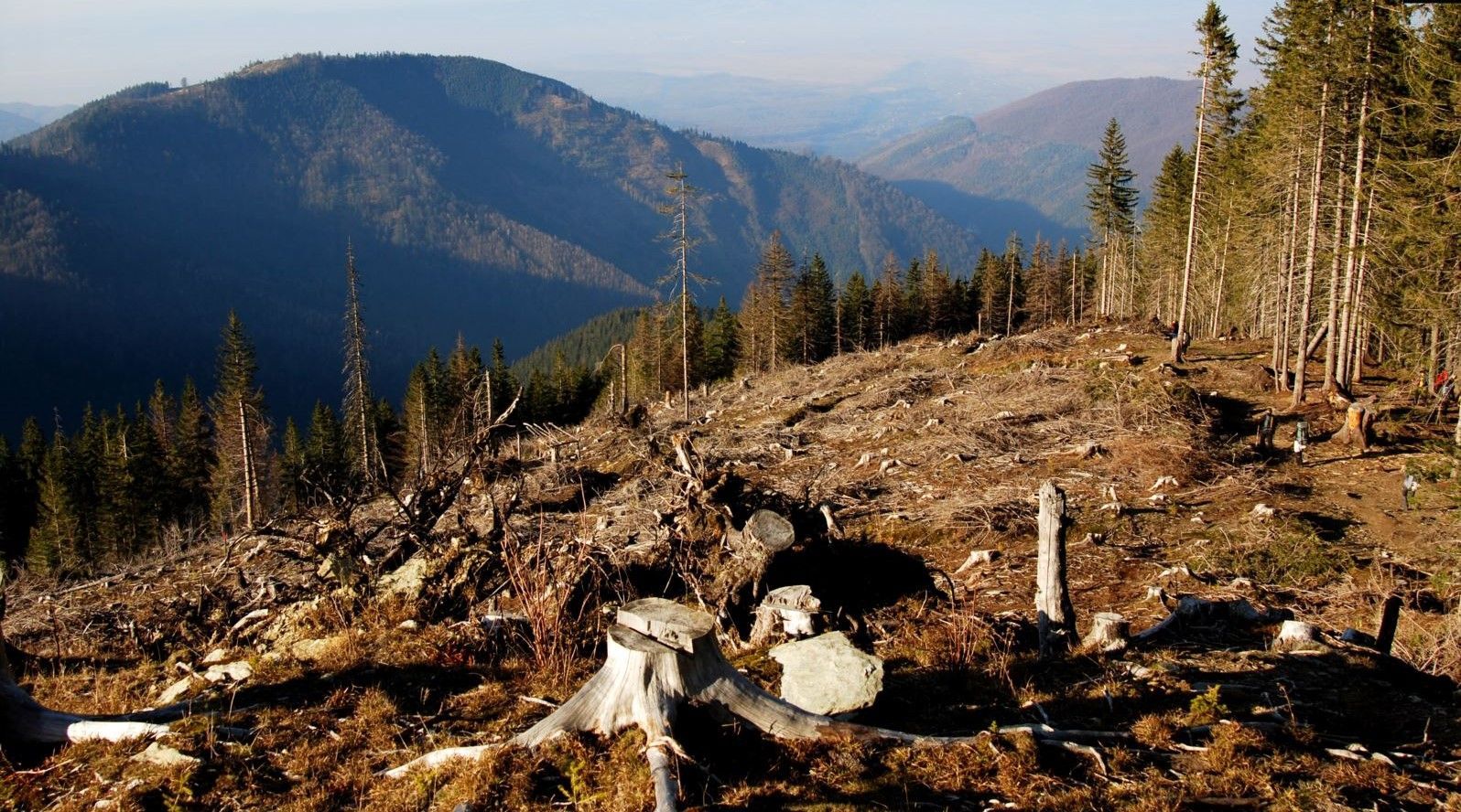  Вырубка лесов в Карпатах сократилась, но дело не разоблачают