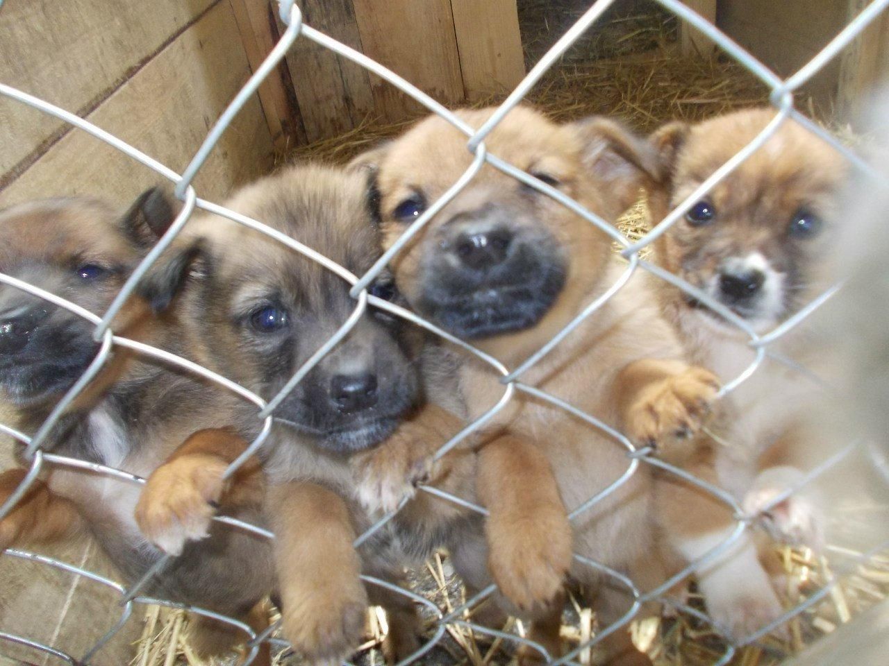 Конфіскованих тварин більше не продаватимуть з аукціонів Конфіскованих тварин більше не продаватимуть з аукціонів