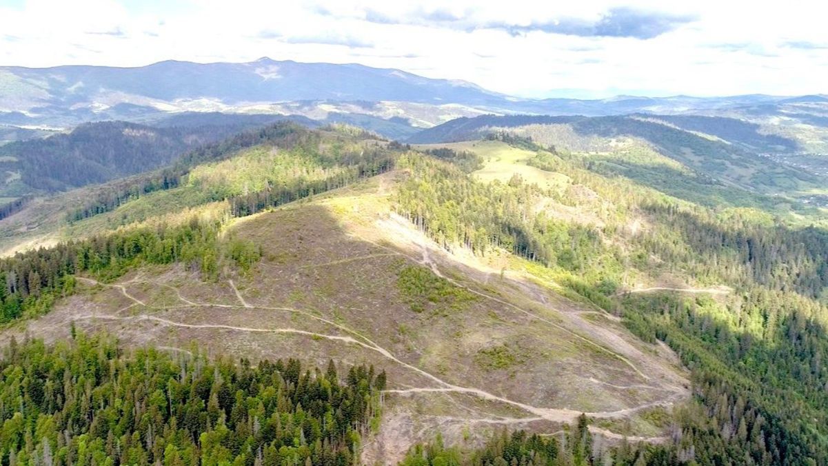 Повінь на Заході України: прокуратура та СБУ розслідують справи щодо знищення лісу Повінь на Заході України: прокуратура та СБУ розслідують справи щодо знищення лісу