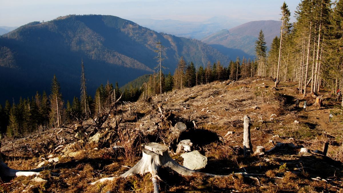 Экологи игнорировали вырубку леса в Карпатах, – политолог