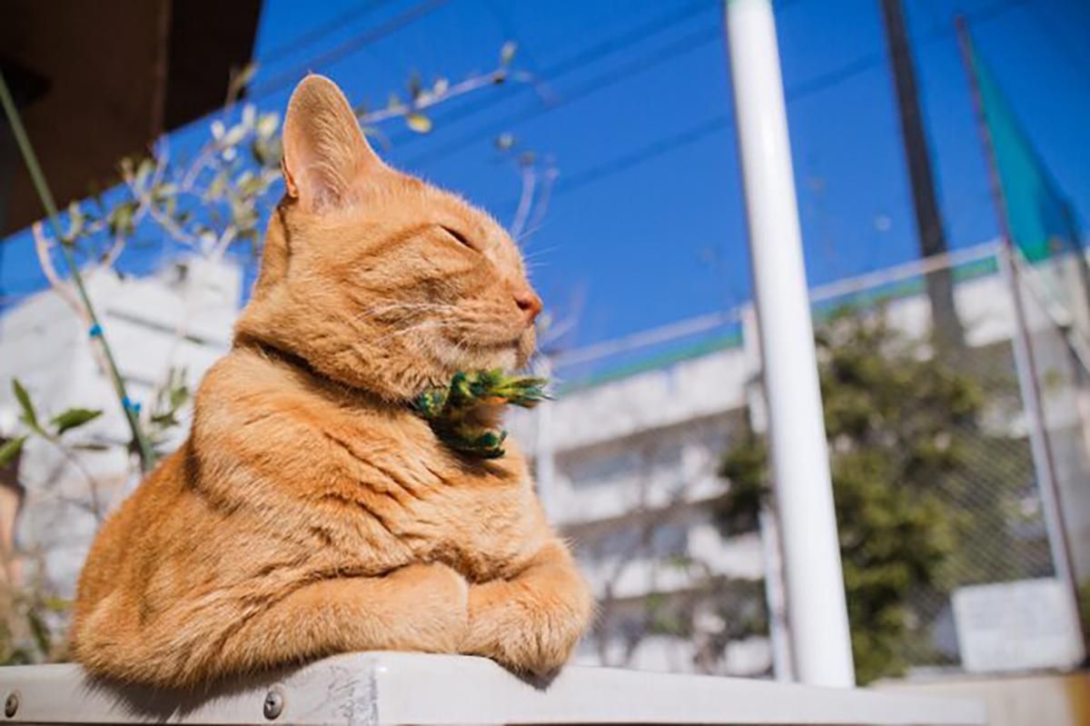 Погода 27 червня 2020 в Україні: яку погоду обіцяє синоптик Погода 27 червня 2020 в Україні: яку погоду обіцяє синоптик