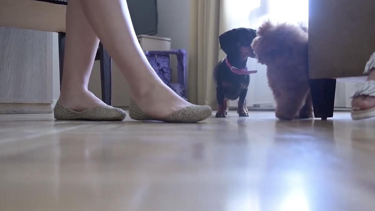 Кулеба та команда МЗС прийшли на роботу з собаками: відео Кулеба та команда МЗС прийшли на роботу з собаками: відео