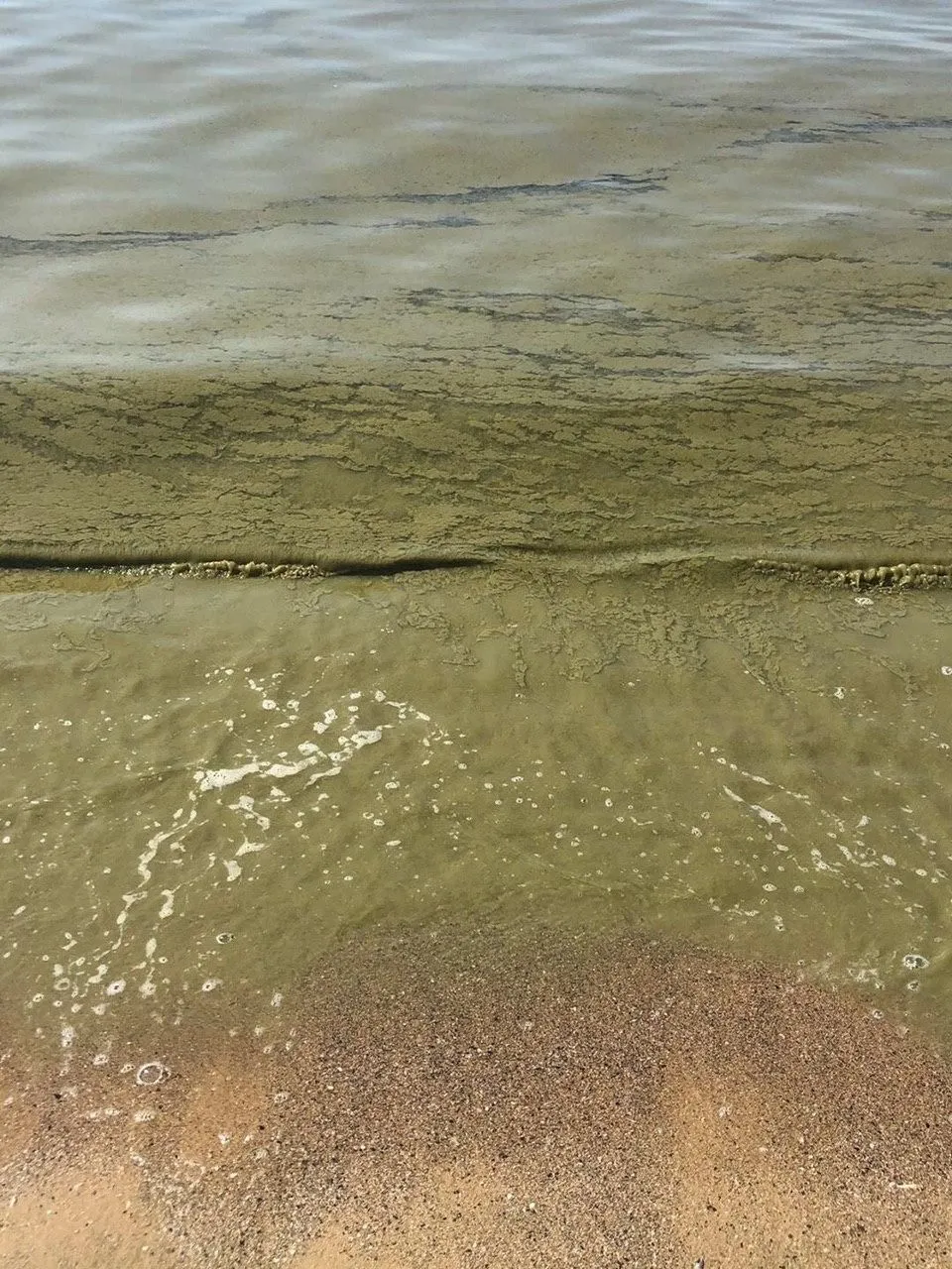 Цвітіння води у Фонтанці