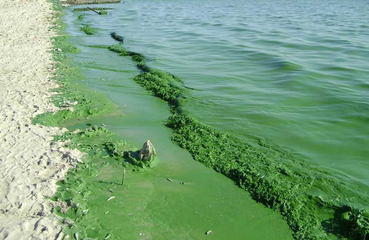 Грязная вода на одесском курорте Фонтанка: безопасно ли купаться