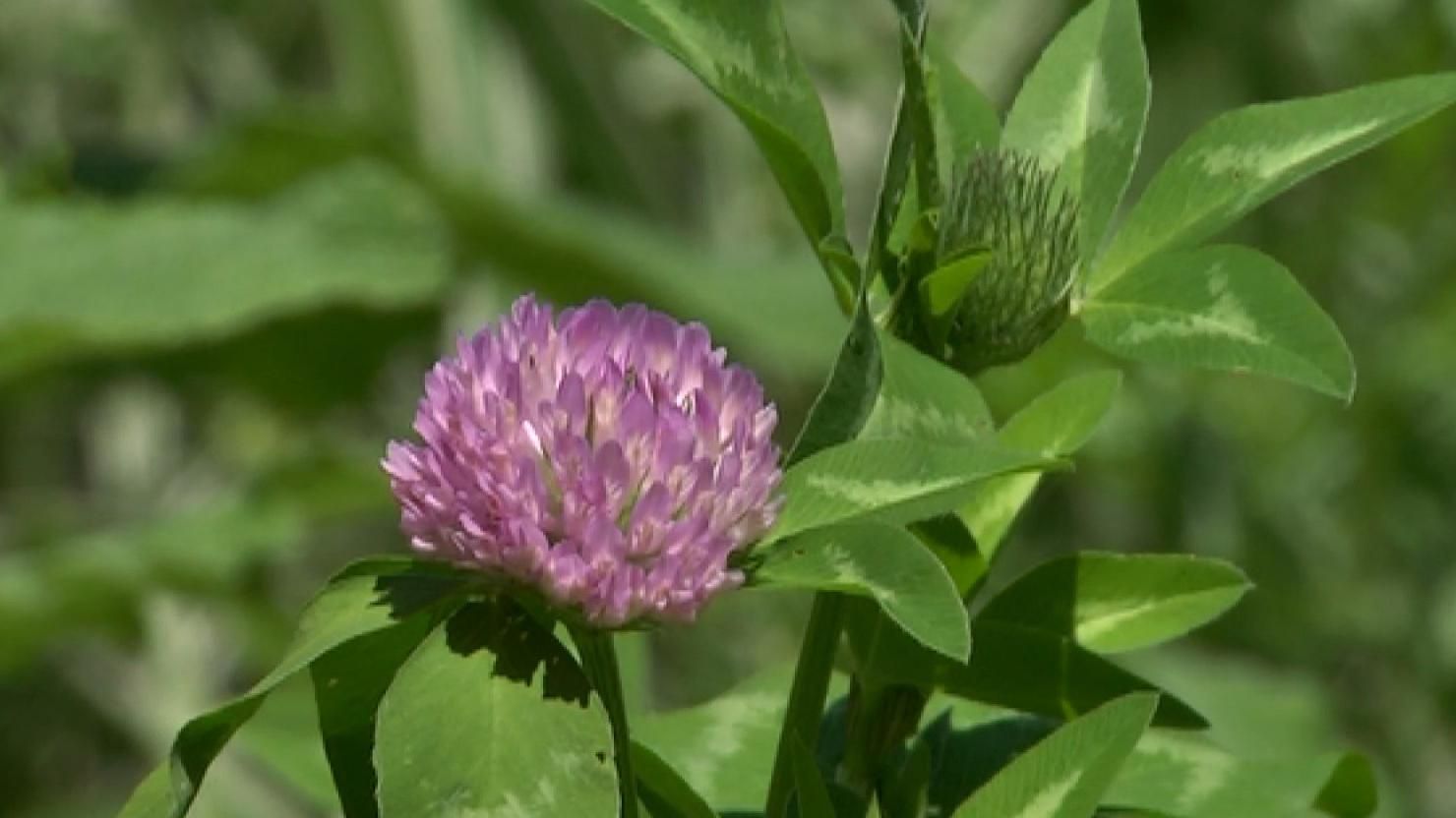 Между многоэтажками Днепра образовался настоящий оазис: впечатляющие фото и видео Между многоэтажками Днепра образовался настоящий оазис: впечатляющие фото и видео