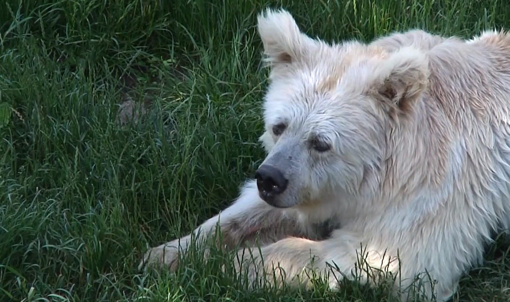 Врятованих від насилля ведмедів стає складно тримати в притулку: зоозахисники б'ють на сполох