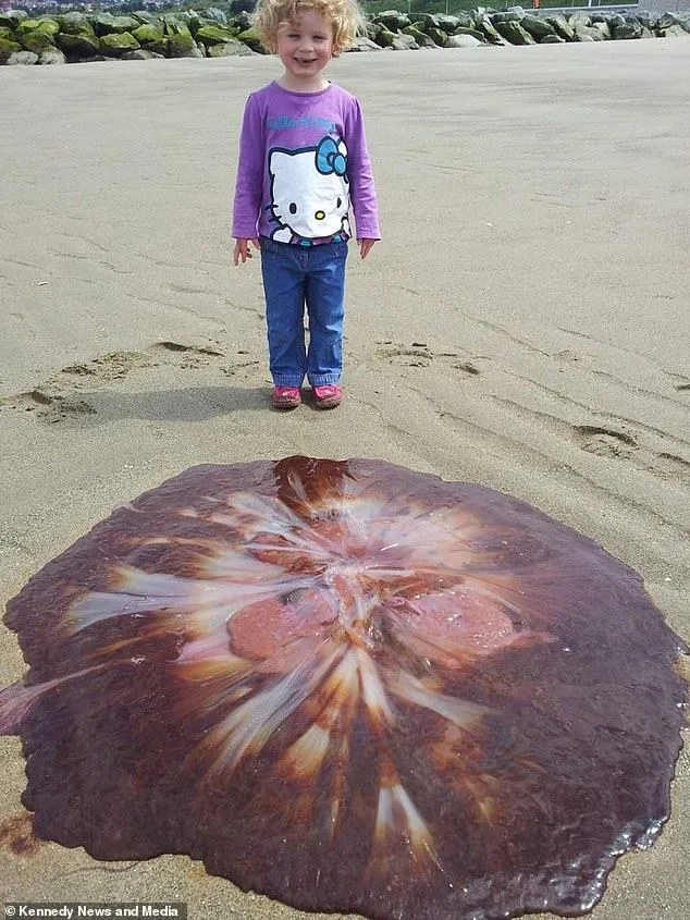 Медуза на пляжі Британії