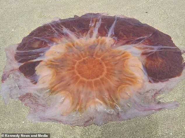 Медуза на пляжі Британії