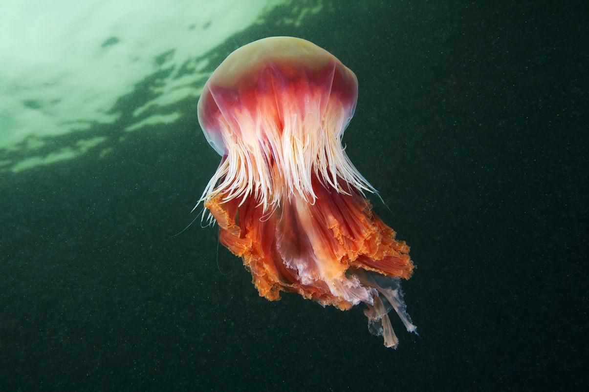 Гигантскую медузу выбросило на пляж Великобритании: впечатляющее фото рекордсменки