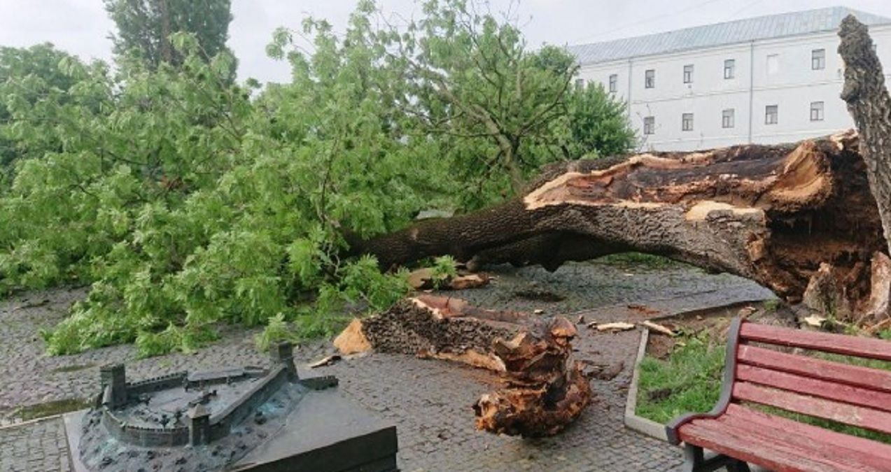 У Луцьку під час грози впав Лесин ясен - фото, відео У Луцьку під час грози впав Лесин ясен - фото, відео