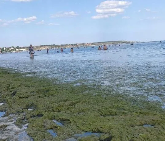 Водорості біля пляжі Одеси