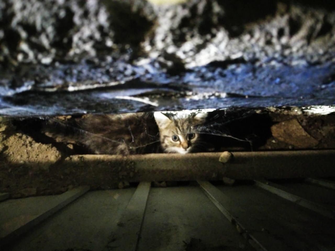 В киевской маршрутке в моторном отсеке застрял котенок: водитель ездил с ним целый день В киевской маршрутке в моторном отсеке застрял котенок: водитель ездил с ним целый день