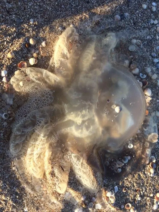 медузи бердянськ приморськ