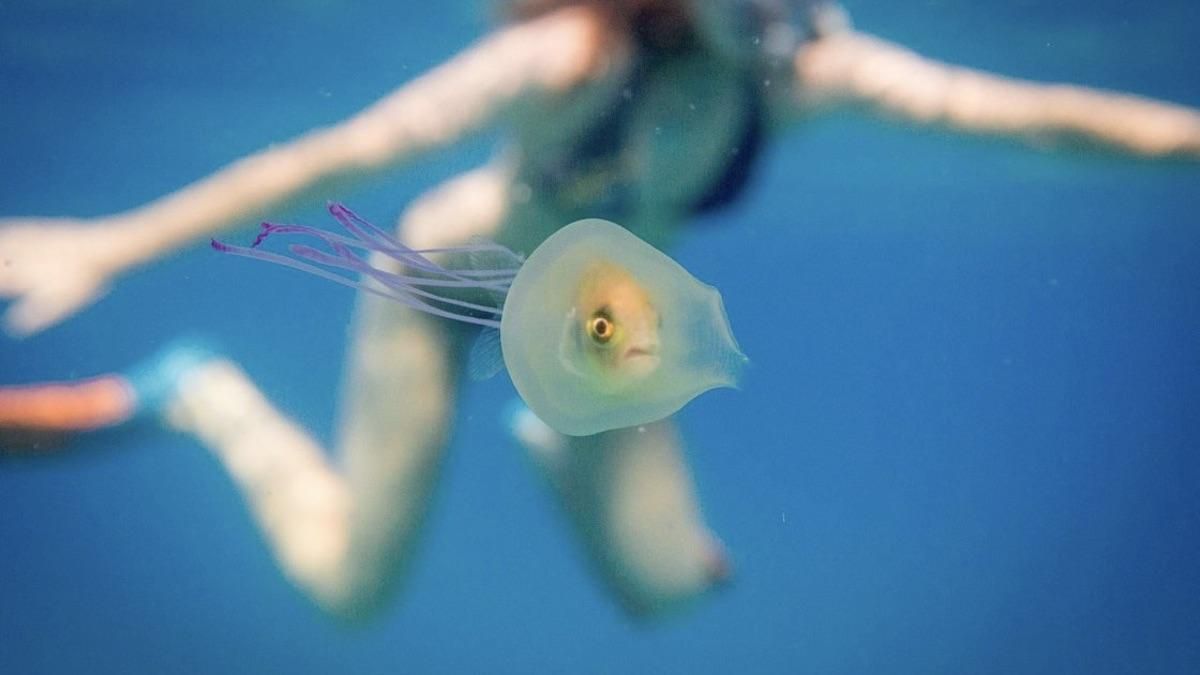 Медузы в Азовском море 1 июля 2020: фото, видео