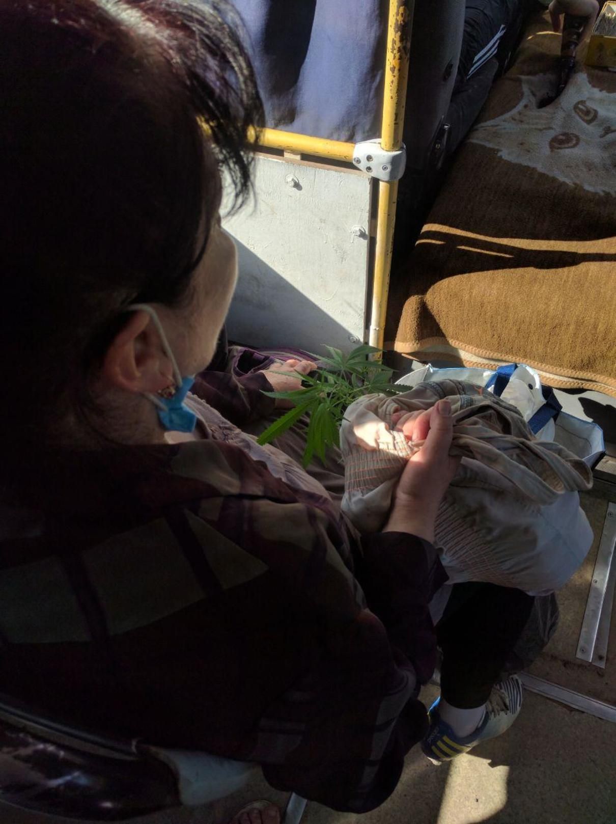 В Ужгороді жінка везла в маршрутці коноплю - фото