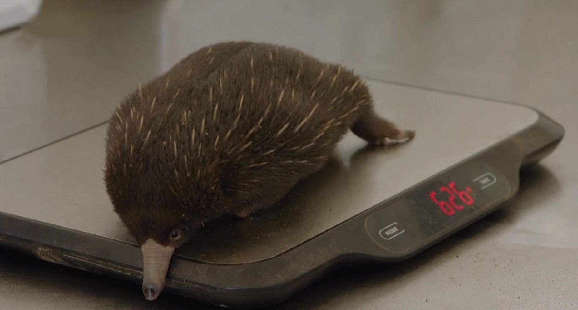 У зоопарку Сан-Дієго народилося дитинча єхидни: милі фото і відео У зоопарку Сан-Дієго народилося дитинча єхидни: милі фото і відео