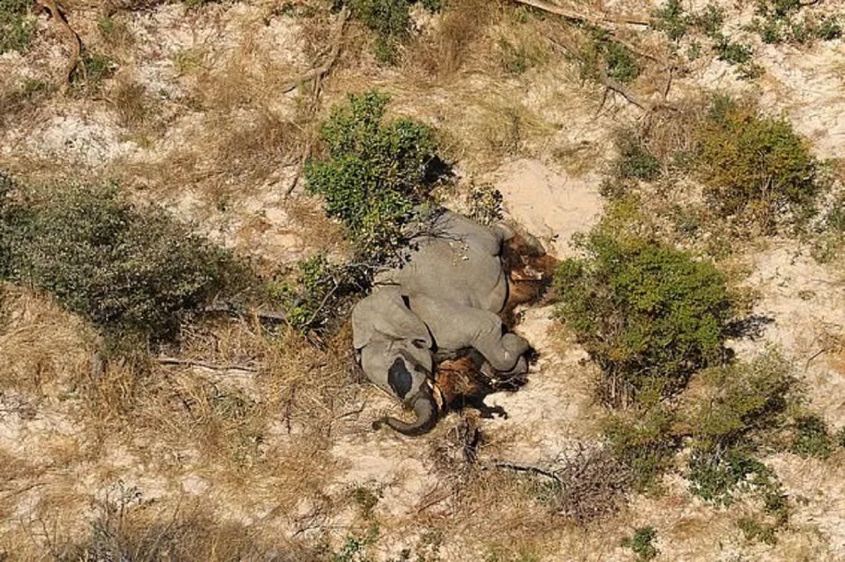 Загибель слонів в Африці 2020: вчені назвали причини, 18+