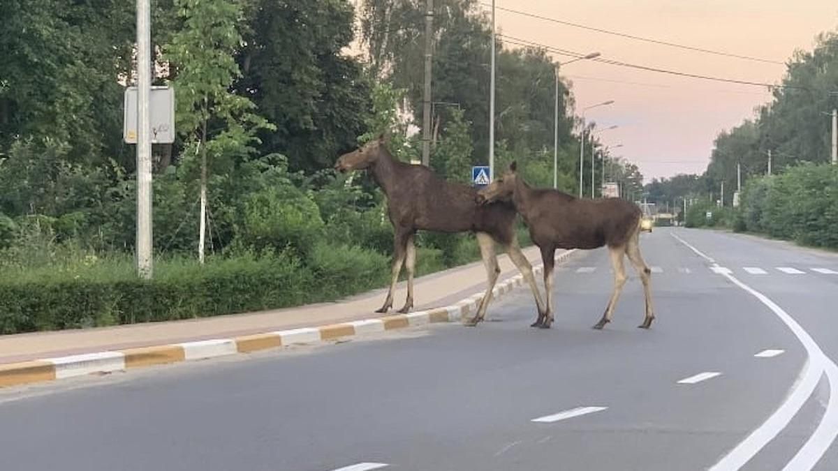 Під Києвом лось розгулював посеред дороги 2 липня 2020: фото Під Києвом лось розгулював посеред дороги 2 липня 2020: фото