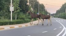 Під Києвом лось і лосенятко розгулювали посеред дороги: фото