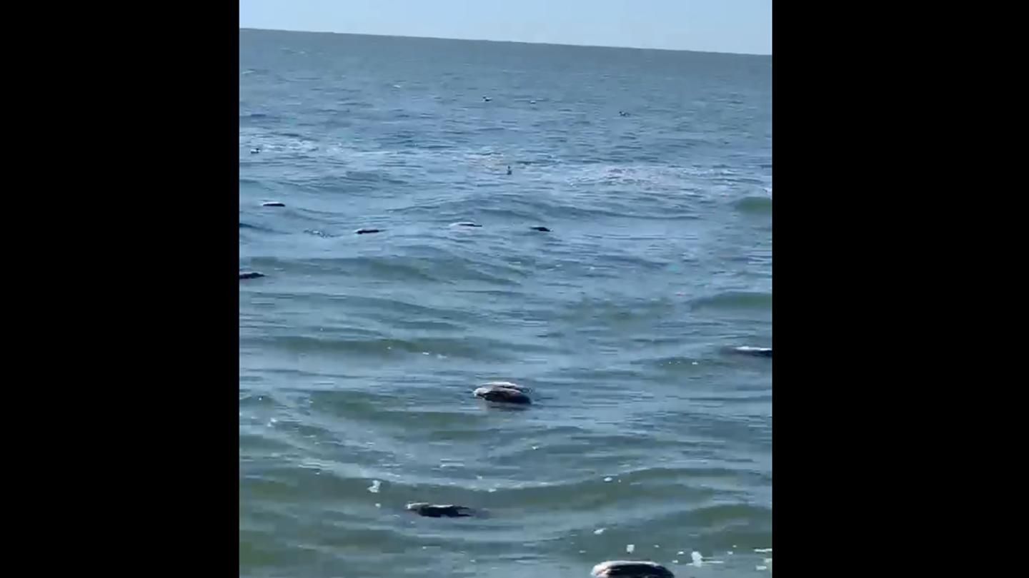 Вонь ужасная: мертвых уток прибило к берегу в Затоке – жуткие фото, видео Вонь ужасная: мертвых уток прибило к берегу в Затоке – жуткие фото, видео