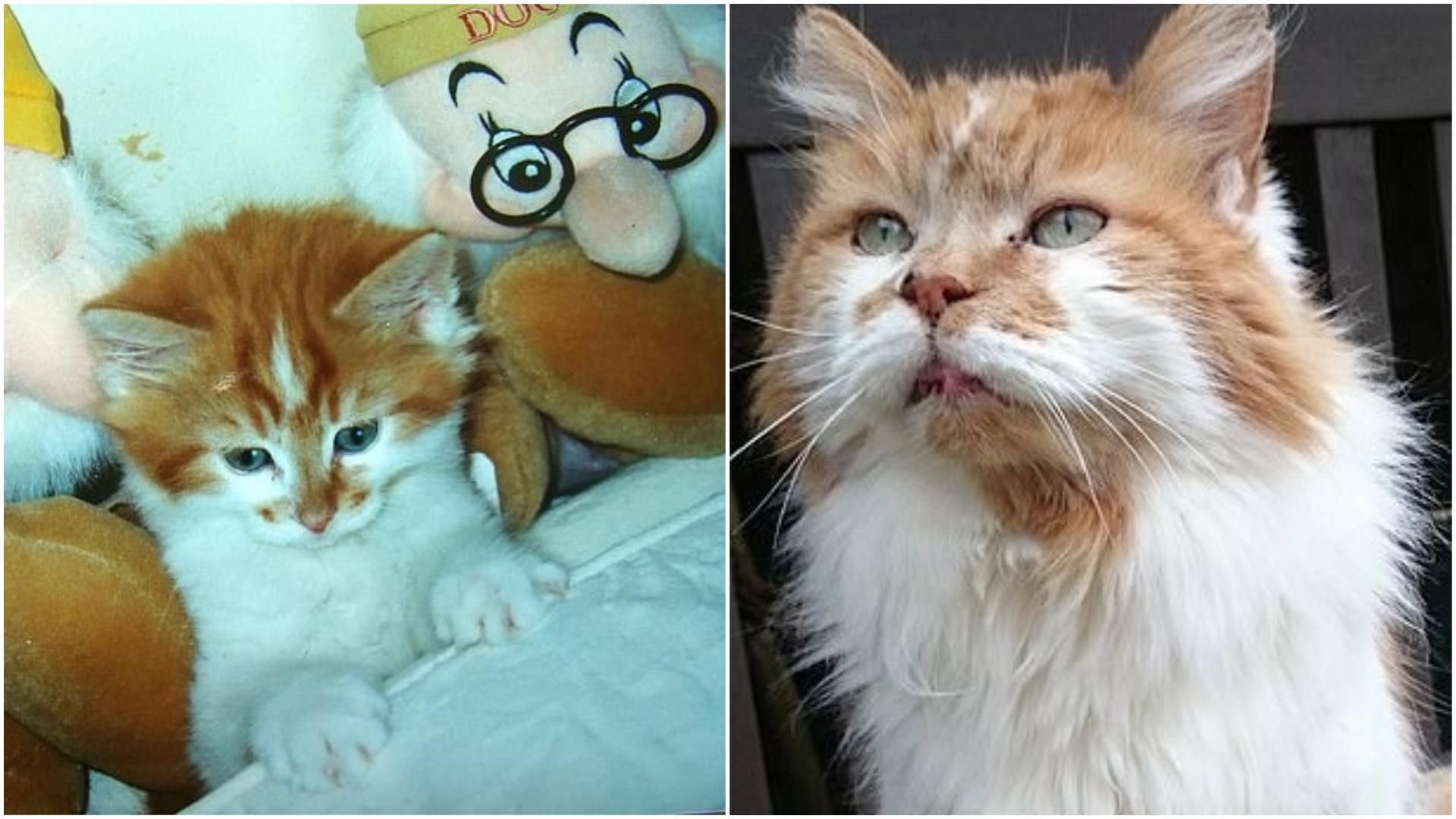 Кот Раббл прожил 31 год Кот Раббл прожил 31 год