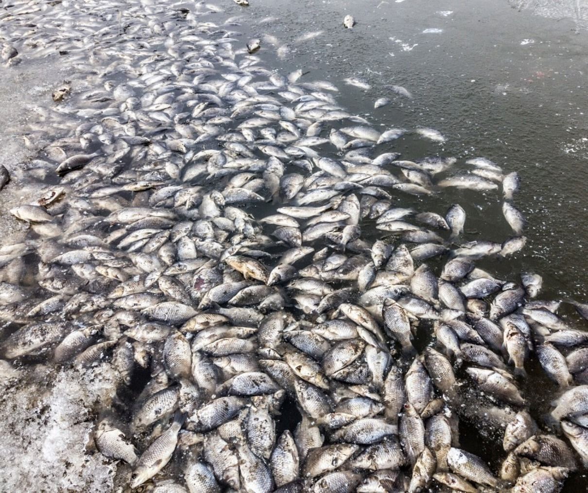 Массовый мор рыбы на Волыни: ущерб на миллионы