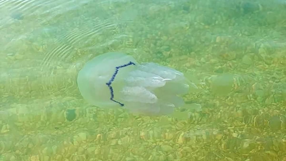Пляжі Азовського моря атакують небезпечні гігантські медузи: люди показують опіки – фото, відео