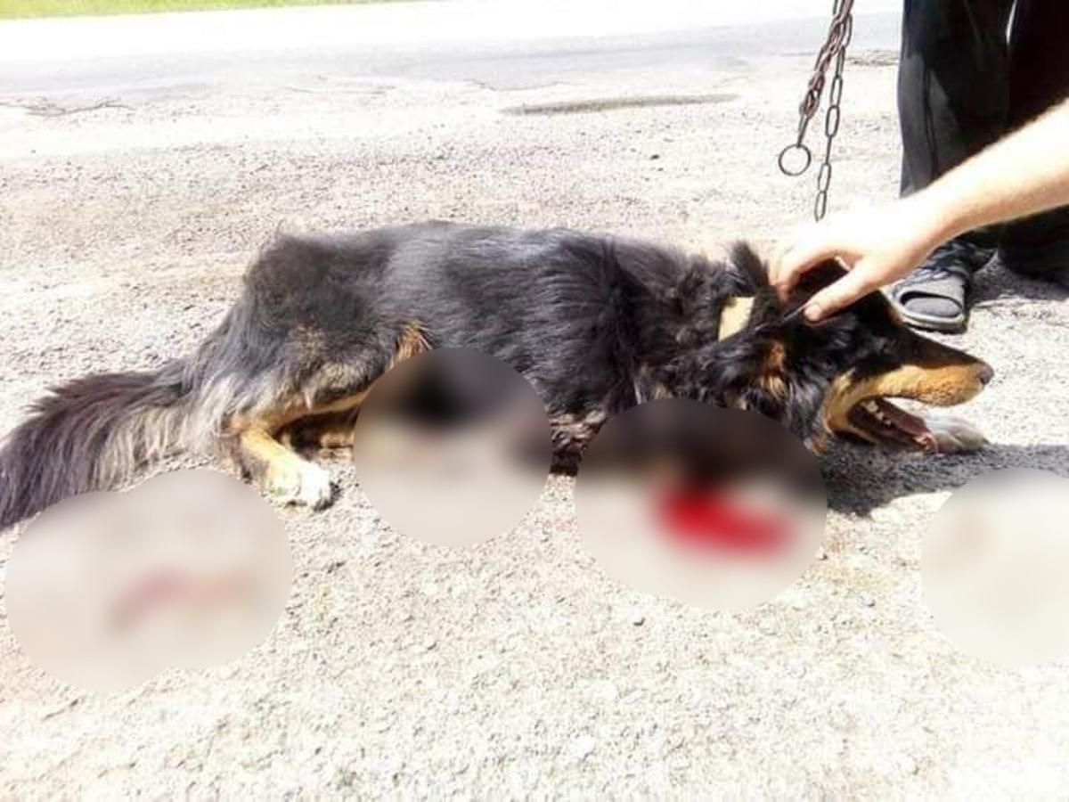 "Проучили за кусачесть": на Хмельнитчине пенсионеры волокли собаку за машиной "Проучили за кусачесть": на Хмельнитчине пенсионеры волокли собаку за машиной