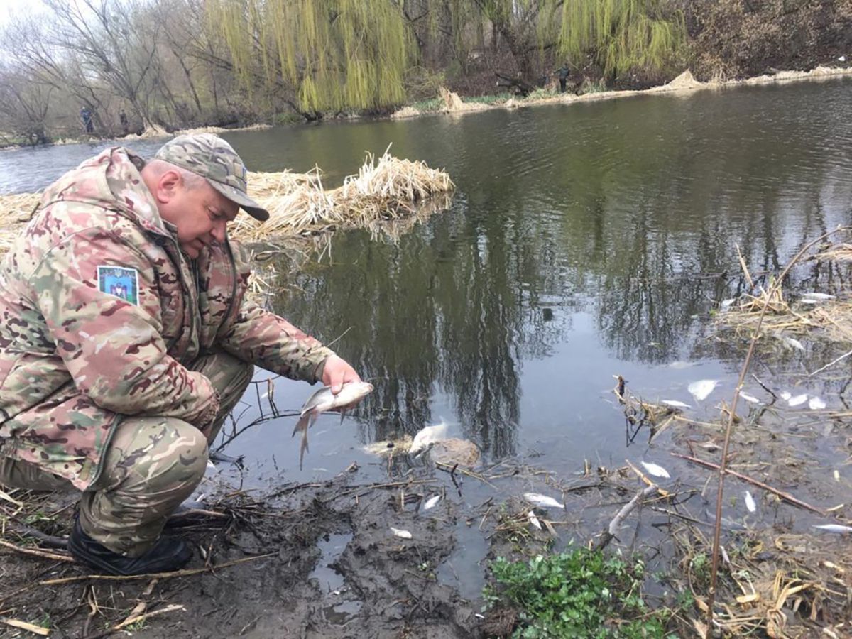 Массовый мор рыбы в Николаевской области 7 июля 2020: видео Массовый мор рыбы в Николаевской области 7 июля 2020: видео