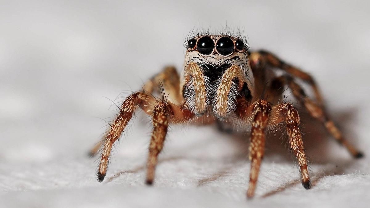 Туристку на "українських Мальдівах" вкусив отруйний павук