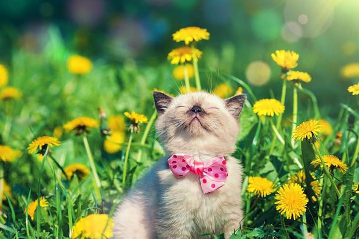 Погода 10 июля 2020 в Украине: какую погоду обещает синоптик Погода 10 июля 2020 в Украине: какую погоду обещает синоптик