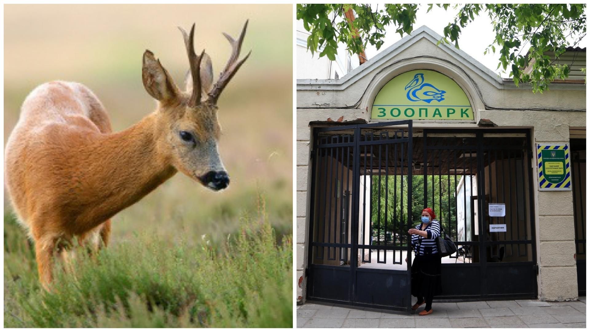 В зоопарке Одессы умер детеныш косули из-за действий посетительницы