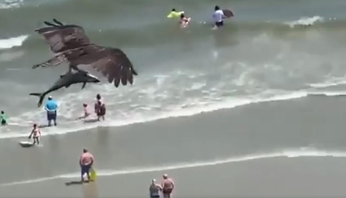 Вдале полювання: гігантський птах зловив у морі акулу – вражаюче відео Вдале полювання: гігантський птах зловив у морі акулу – вражаюче відео