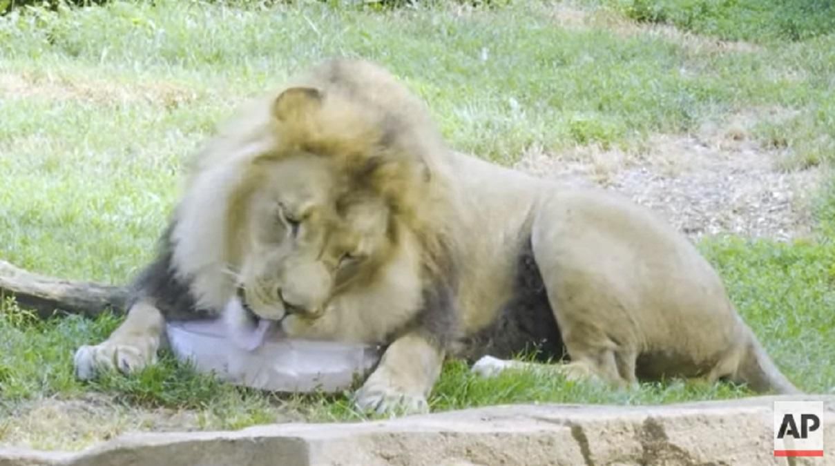 Ледяные каникулы: в зоопарке Чикаго придумали, как спасти животных от жары – видео Ледяные каникулы: в зоопарке Чикаго придумали, как спасти животных от жары – видео