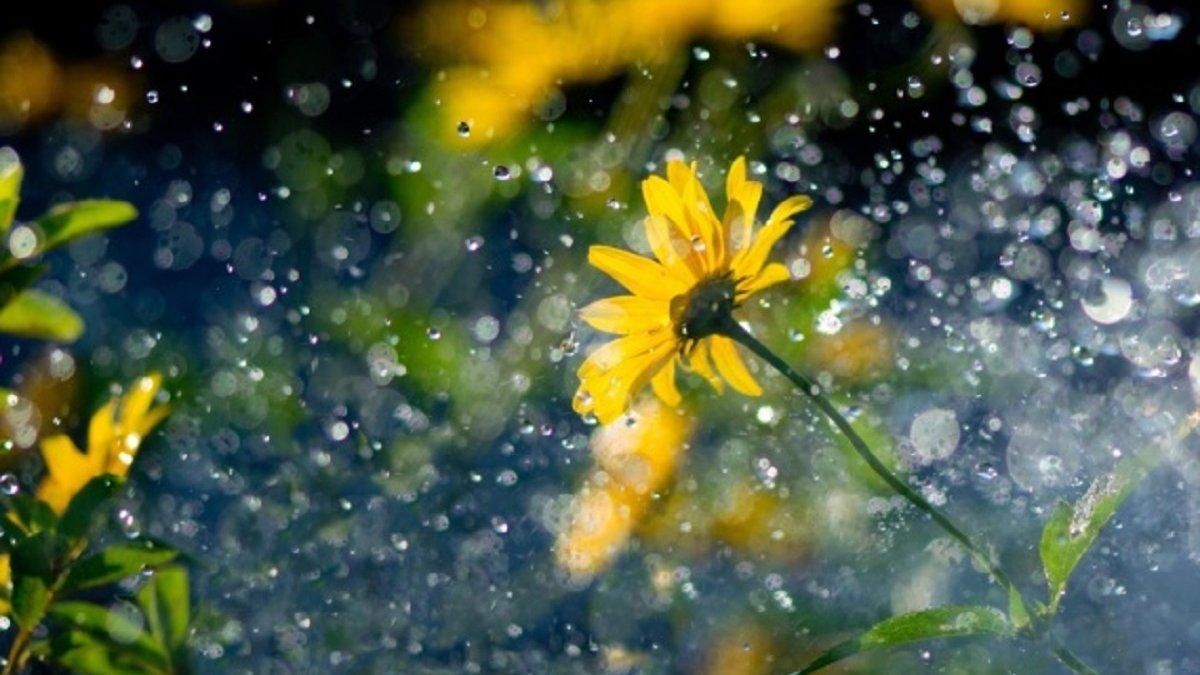 Погода 14 липня 2020 в Україні: яку погоду обіцяє синоптик Погода 14 липня 2020 в Україні: яку погоду обіцяє синоптик